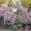 Bauhinia rose indien - Image 3