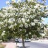 cassia artemisioides - Image 3