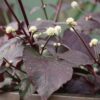 Alternanthera purple knight - Image 2