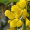 Acacia cyanophla - Image 2