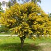 Acacia cyanophla - Image 3