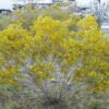 cassia corymbosa - Image 2