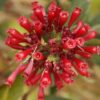 Cestrum elegans (rubrum) - Image 2