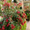 Cestrum elegans (rubrum) - Image 3