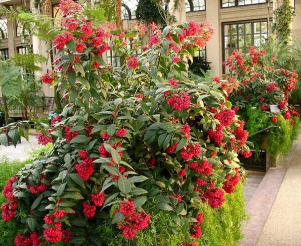 Cestrum elegans (rubrum)