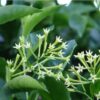 Cestrum nocturnum - Galant de nuit - Image 2