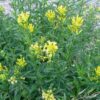 cestrum aurantiacum (jaune) - Image 3