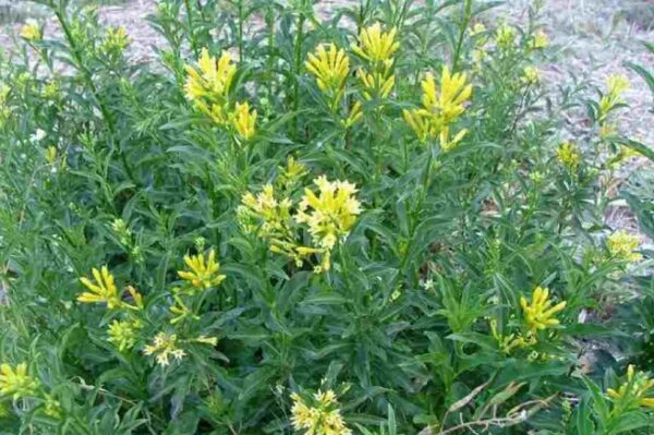 cestrum aurantiacum (jaune)