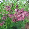 Cestrum x cultum Cretan Purple - Image 2