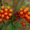 asclepias curassavica - Image 3