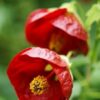 abutilon x hybridum - Image 2