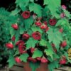 abutilon x hybridum - Image 3