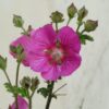 anisodontea capensis - Image 2