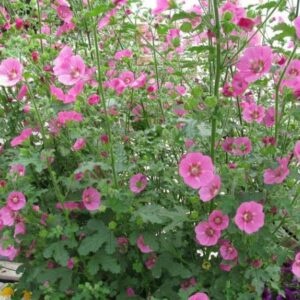 anisodontea capensis